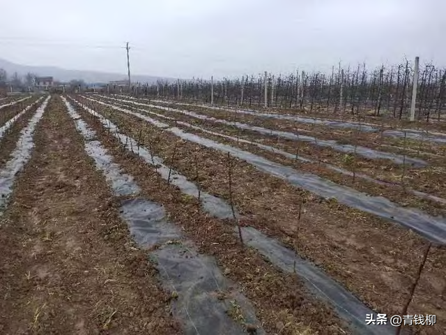 想要成功种植苹果？了解幼龄园栽培管理技术是关键！