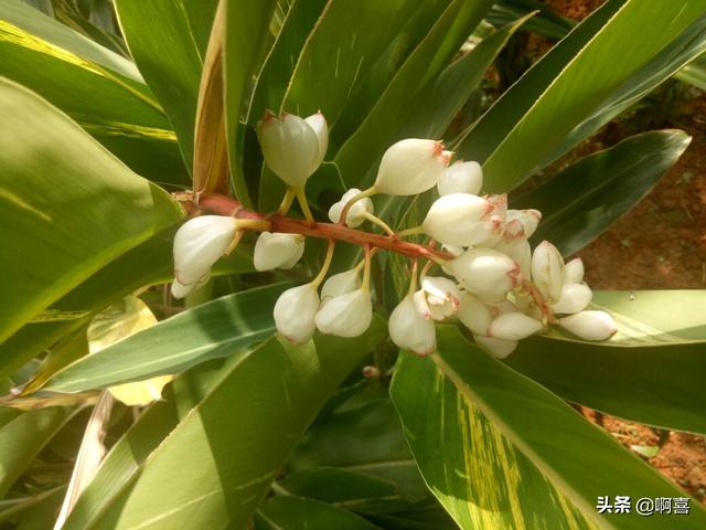 叶片宽大，色彩绚丽迷人，花蕾白色顶冠红，极好观叶植物-艳山姜