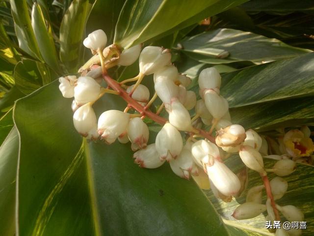 叶片宽大，色彩绚丽迷人，花蕾白色顶冠红，极好观叶植物-艳山姜