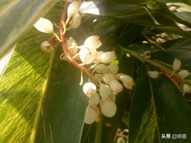 叶片宽大，色彩绚丽迷人，花蕾白色顶冠红，极好观叶植物-艳山姜