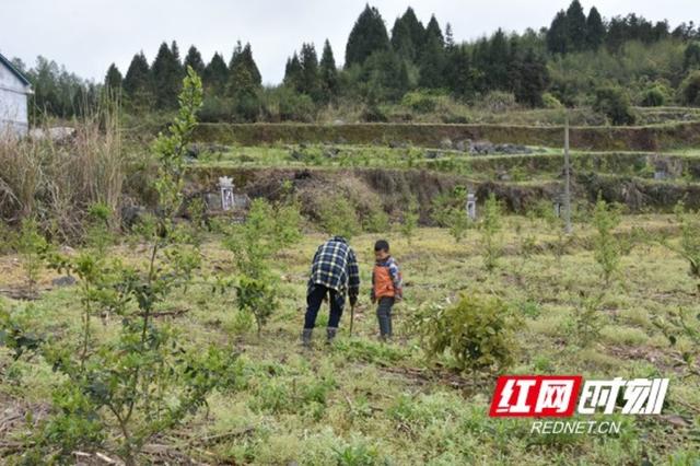 产业发展看湘西丨一片茶林养一方人 湘西茶油的“致富经”