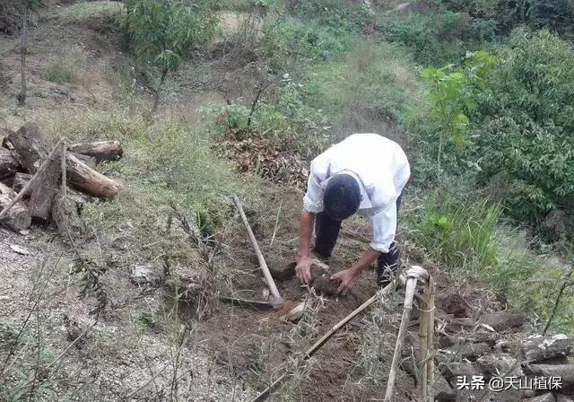 种植金银花、铁皮石斛、茯苓和白术栽培管理技术