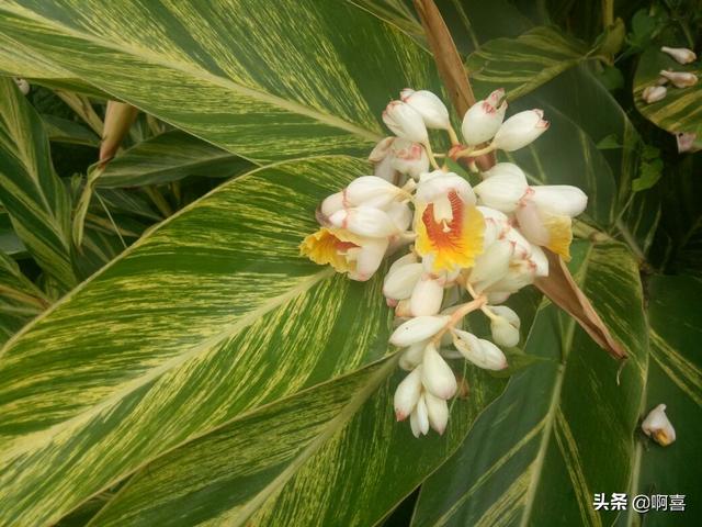 叶片宽大，色彩绚丽迷人，花蕾白色顶冠红，极好观叶植物-艳山姜