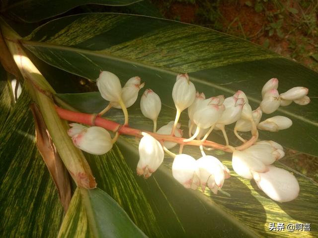 叶片宽大，色彩绚丽迷人，花蕾白色顶冠红，极好观叶植物-艳山姜