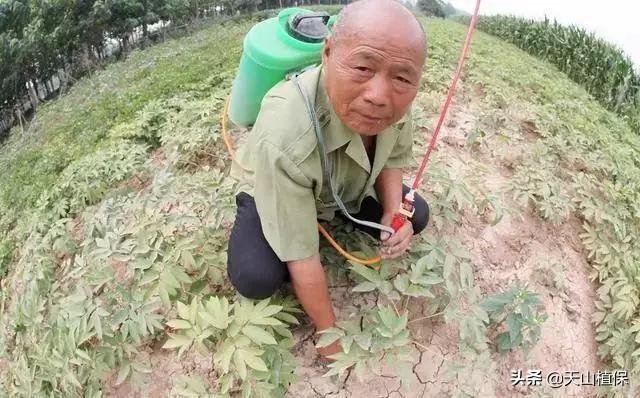 种植金银花、铁皮石斛、茯苓和白术栽培管理技术