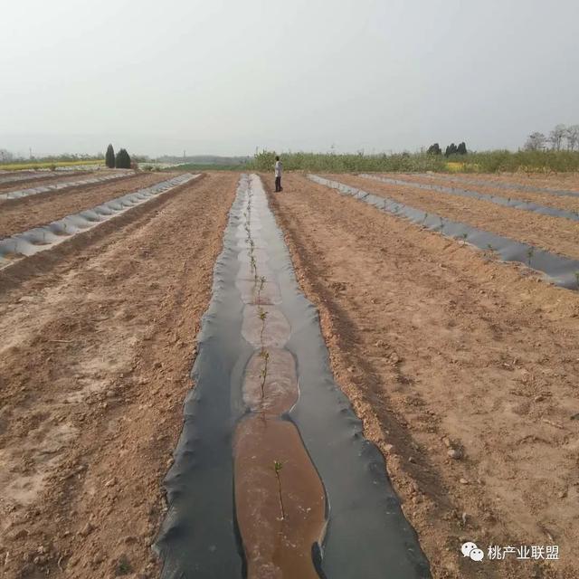 枣油桃怎样栽，听张建峰老师来支招