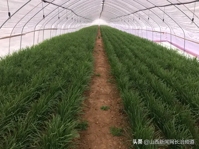 山西韭菜种植基地(长子县鲍店镇张庄村：韭菜喜迎丰收)