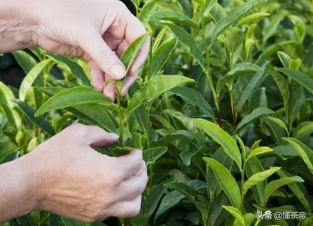 在家种盆茶，好看、好闻还能喝