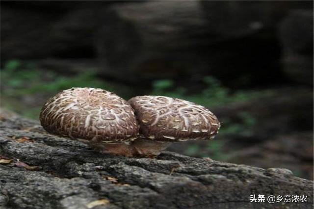 椴木香菇栽培技术，营养极其丰富，平时多吃一些对身体很好