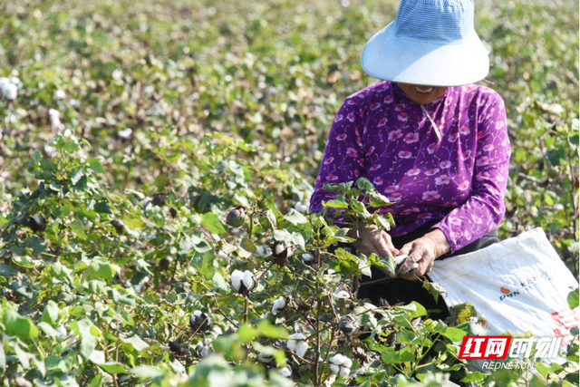 澧县官垸镇：万亩棉花朵朵开 “朵絮归仓”好“丰”景