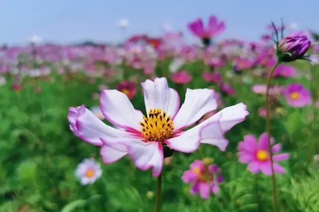 这个六月一起去祥和庄园看浪漫花海，骑马射箭，尽享田园生活