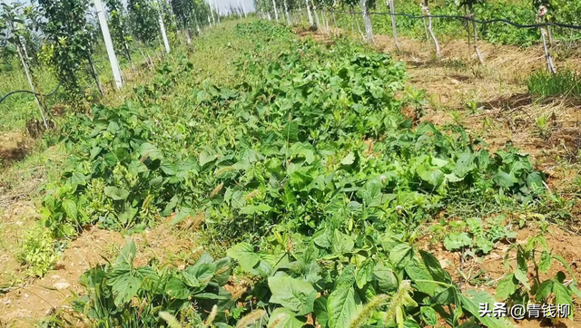 想要成功种植苹果？了解幼龄园栽培管理技术是关键！