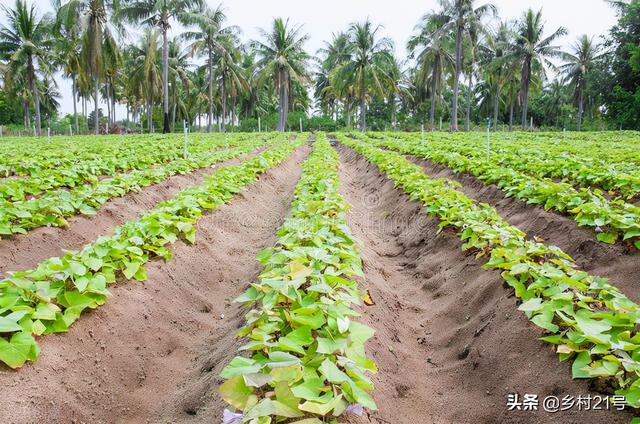 红薯种植就是这么简单，只有4个步骤，赶紧收藏