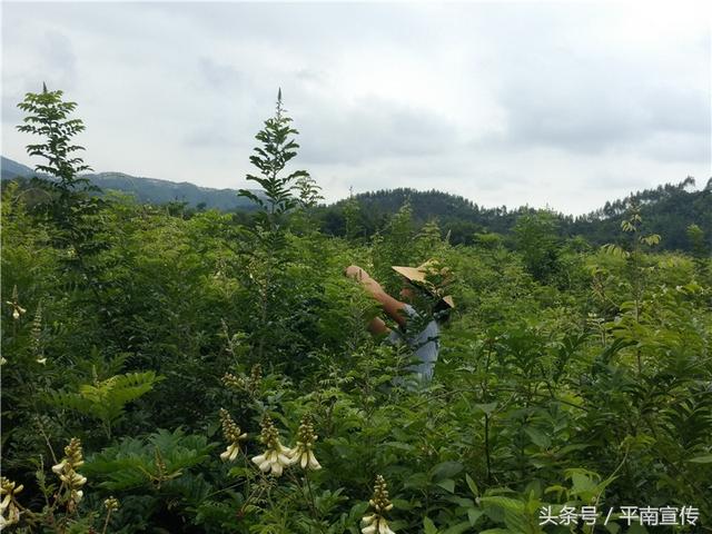 种植牛大力 平南这位村支书带领村民开辟致富新法宝