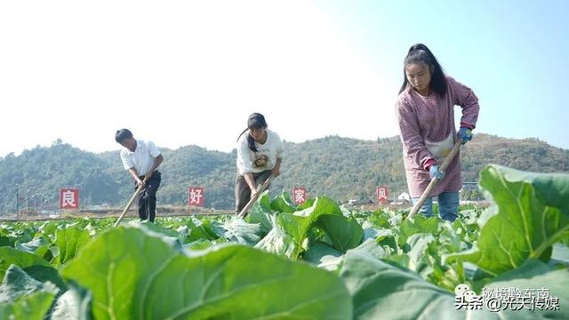 贵州岑巩：“订单式”松花菜种植 鼓起村民“钱袋子”