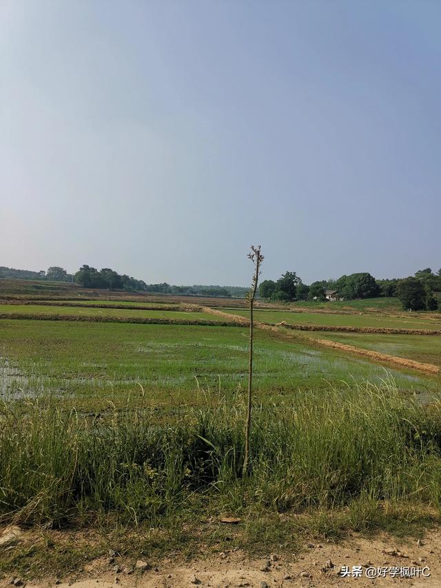 丘陵地区新近农田开发的田块，水稻直播后的苗期管理