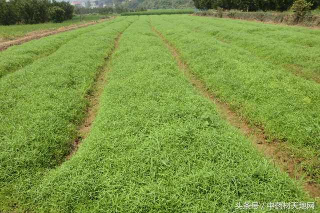 《药材问答》第20期：种植药材也要用高科技！