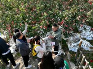 山东红富士苹果种植基地(苹果界的“老祖宗”烟台这棵苹果树138岁，至今仍硕果累累)