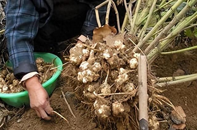 国外控制种植，但我国大量种植，每年在国外花费50亿元很难消除吗