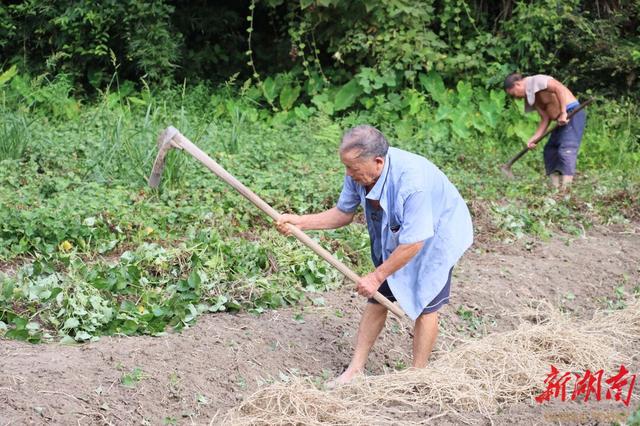 会同县翁顶村：“小野草”变身“致富草”，闯出富民新面貌