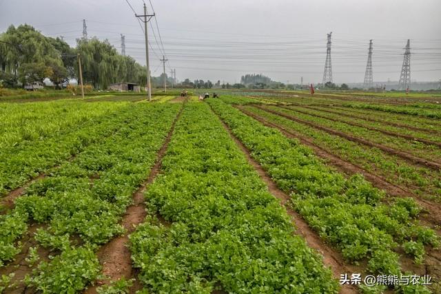 6月可种植蔬菜，直接露天种植，品种不少，抓紧种植