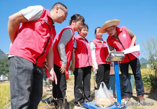 旱地也能种水稻？这些柳城人有一招……