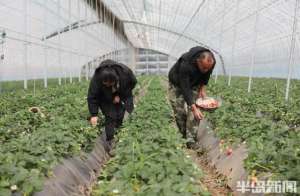 大棚草莓种植效益(草莓大棚里结出“致富果”)