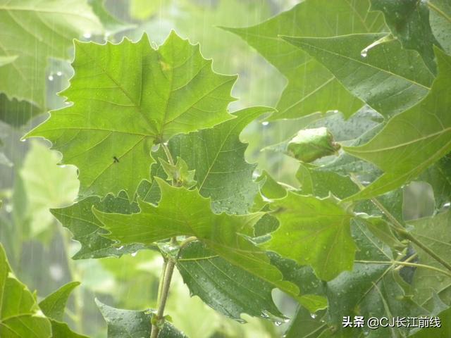 河南淮滨：雨中桐叶绿意浓（组图）