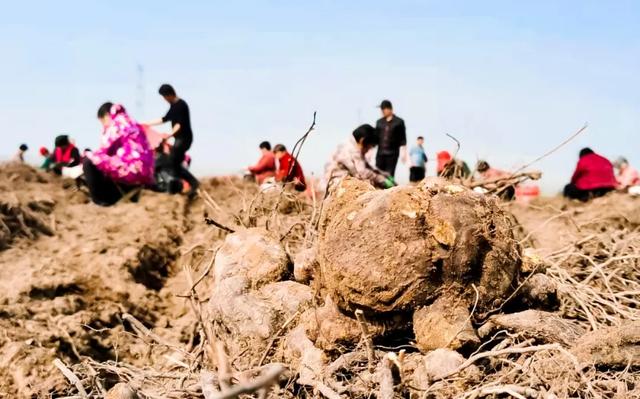 用何首乌致富，邯郸这个地方农业发展闯出新路子