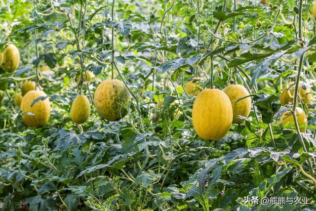 6月可种植蔬菜，直接露天种植，品种不少，抓紧种植