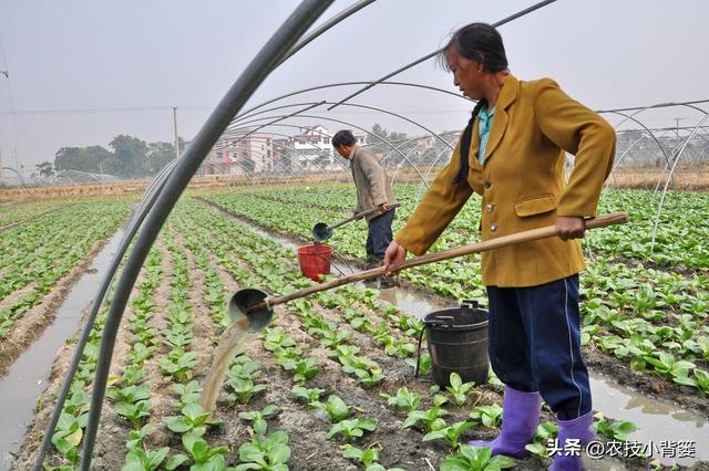 怎样防治土蚕虫害？告诉你5个防虫方法和8个杀虫方法