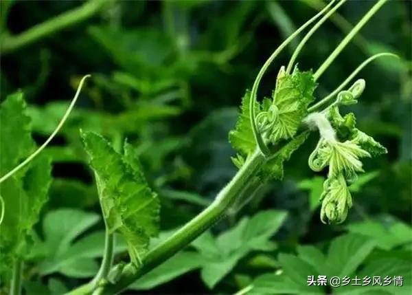 这5种蔬菜在树下栽培，不仅长得好，还是市场的宠儿，价高又俏销