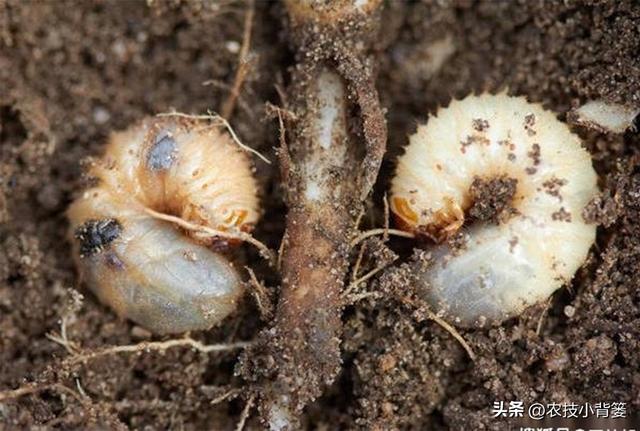 怎样防治土蚕虫害？告诉你5个防虫方法和8个杀虫方法