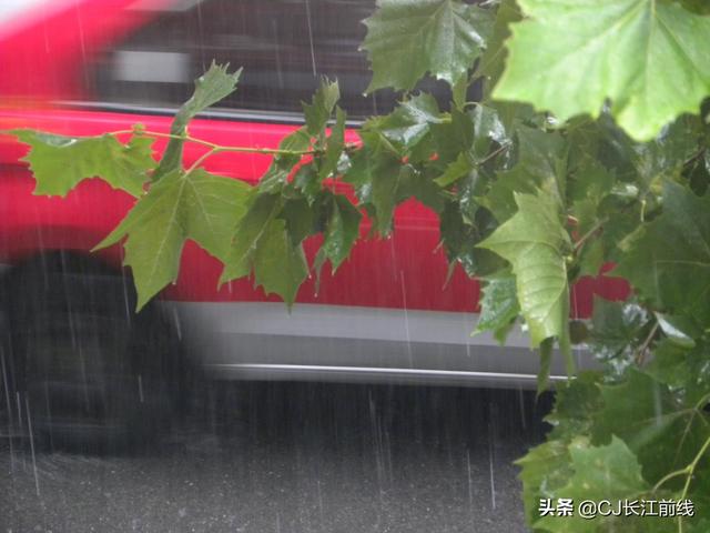 河南淮滨：雨中桐叶绿意浓（组图）