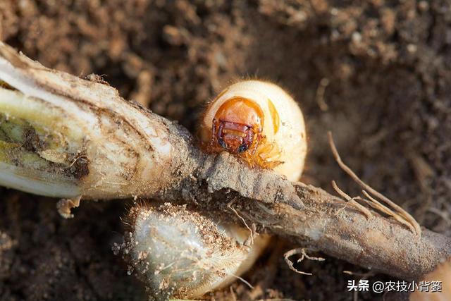 怎样防治土蚕虫害？告诉你5个防虫方法和8个杀虫方法