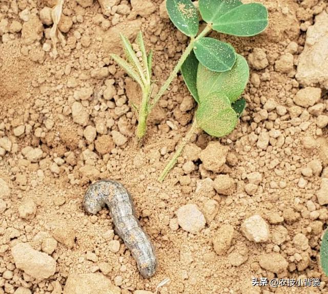 怎样防治土蚕虫害？告诉你5个防虫方法和8个杀虫方法