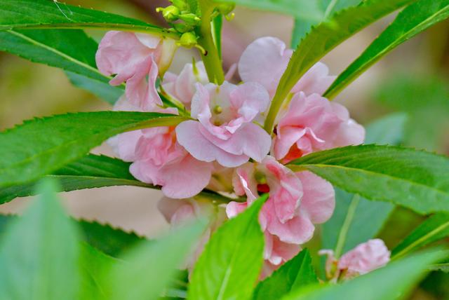 一起来种植吧！夏季蔬菜花卉种植攻略