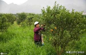 马水桔种植技术直播(马水桔幼年树如何栽培)