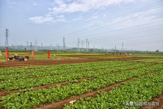 6月可种植蔬菜，直接露天种植，品种不少，抓紧种植