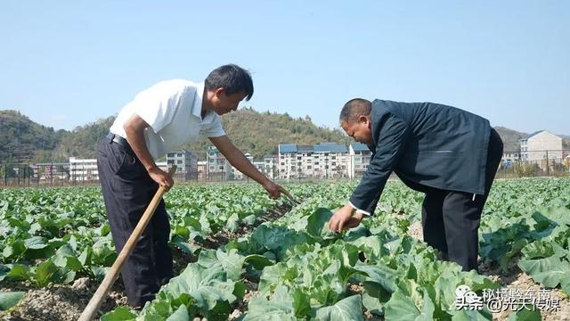 贵州岑巩：“订单式”松花菜种植 鼓起村民“钱袋子”