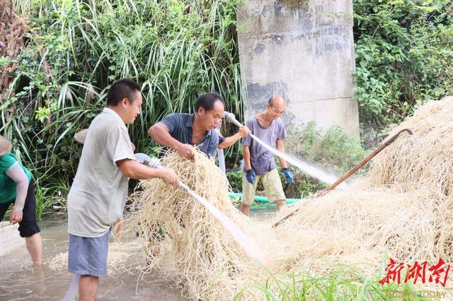 会同县翁顶村：“小野草”变身“致富草”，闯出富民新面貌