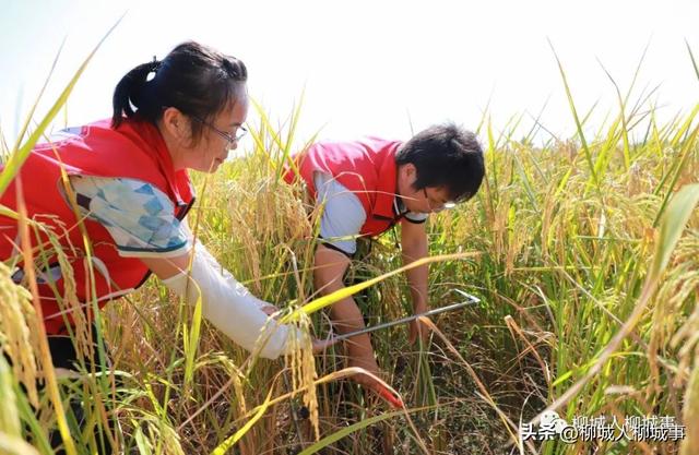 旱地也能种水稻？这些柳城人有一招……