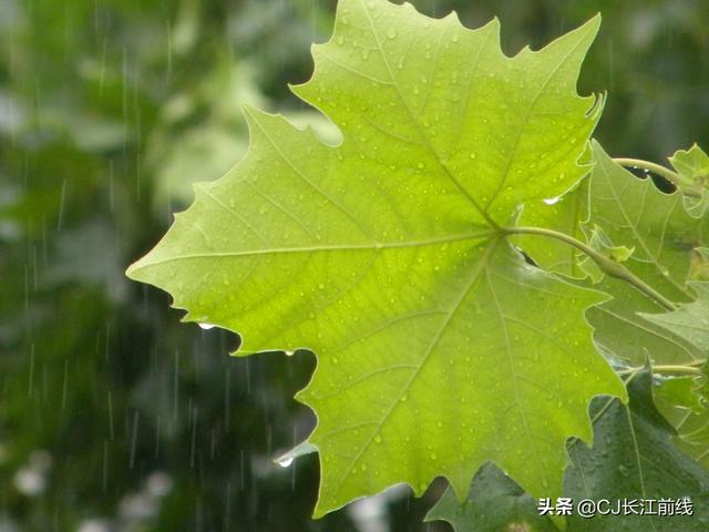 河南淮滨：雨中桐叶绿意浓（组图）