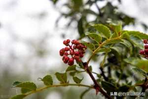 花椒子怎么种植方法(花椒的种植方法)