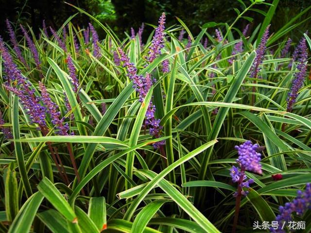 麦冬，叶似兰花，花像薰衣草，能结宝石蓝果实，盆栽地栽都很美！