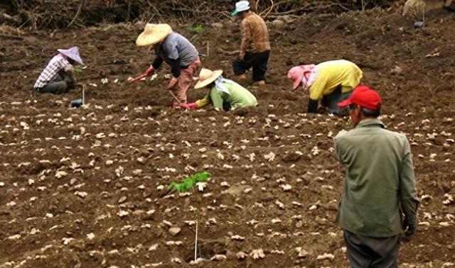 国外控制种植，但我国大量种植，每年在国外花费50亿元很难消除吗