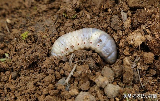 怎样防治土蚕虫害？告诉你5个防虫方法和8个杀虫方法