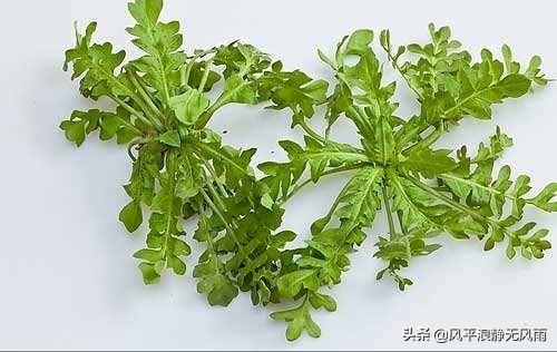 规模化种植荠菜(jì cài)可行吗