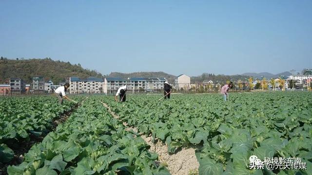 贵州岑巩：“订单式”松花菜种植 鼓起村民“钱袋子”