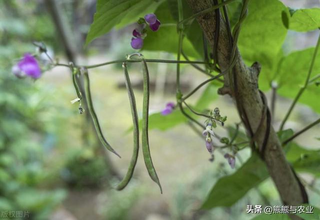 6月可种植蔬菜，直接露天种植，品种不少，抓紧种植